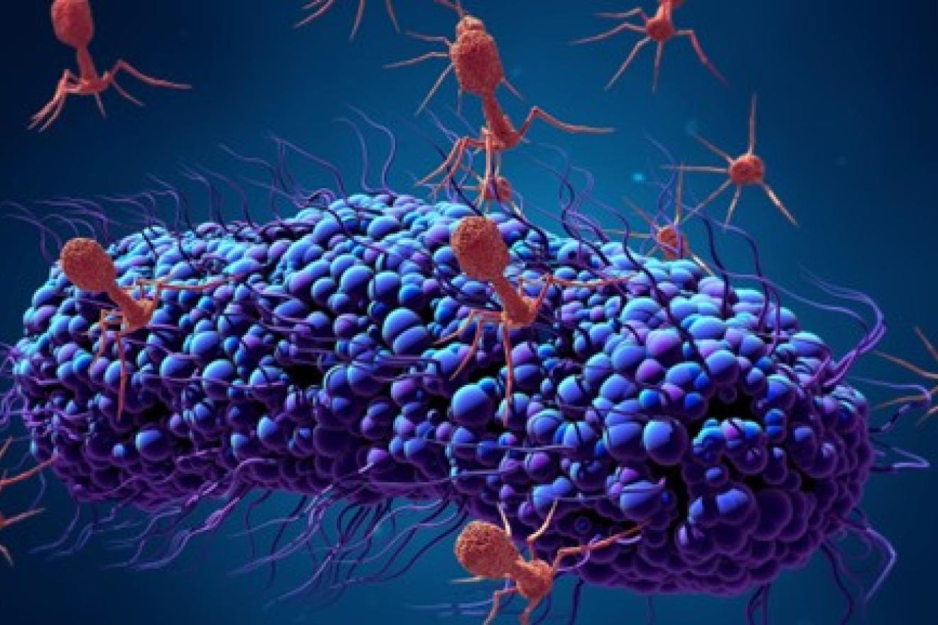UGent spin-off Obulytix develops innovative lysines for combating antibiotic resistance